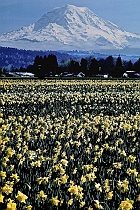 Daffodil Fields & Mt. Rainier